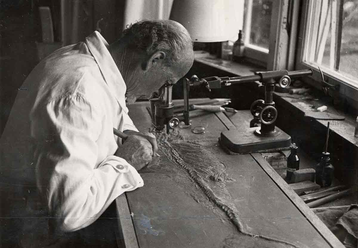 Dr. Bernhard Hauff senior bei der Präparation eines Ichthyosauriers mit Hauterhaltung. Bei der aufwendigen Mikroskoppräparation kann er nur wenige Quadratzentimeter am Tag freilegen.